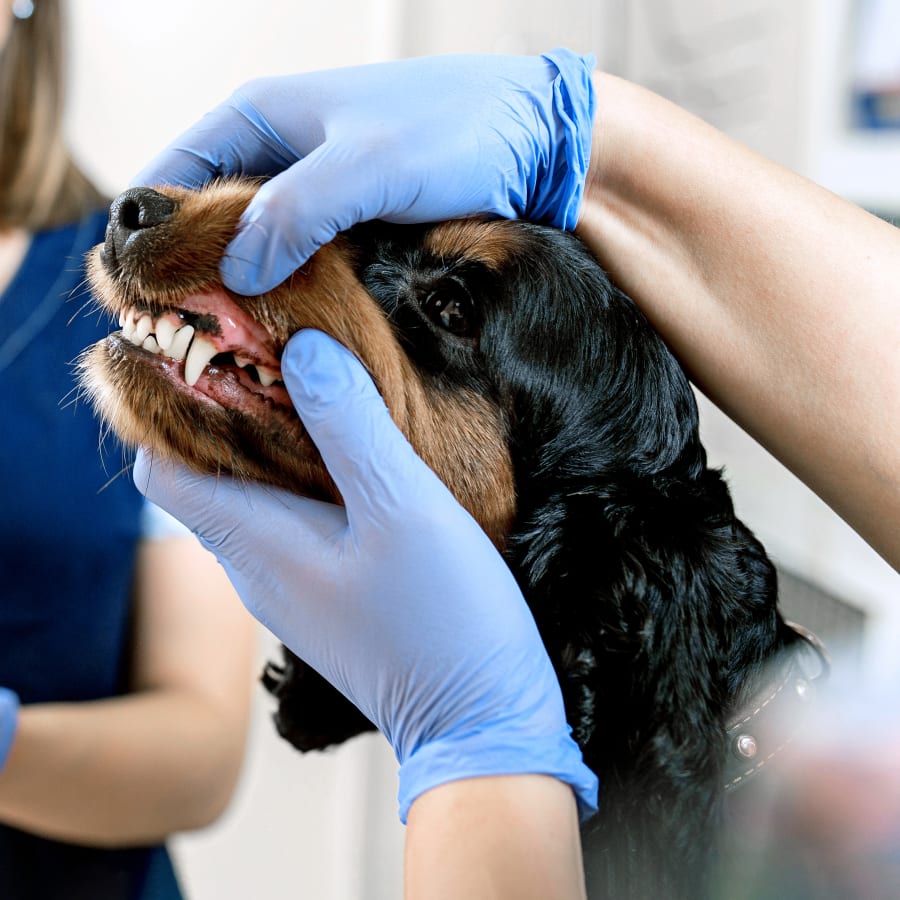 Dental Care, Rochester Veterinary Dentistry