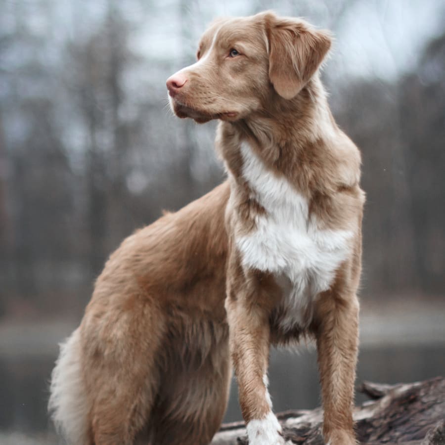 Geriatric Care for Pets, Rochester