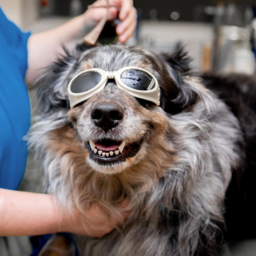 Cold Laser Therapy for dogs & cats, Rochester