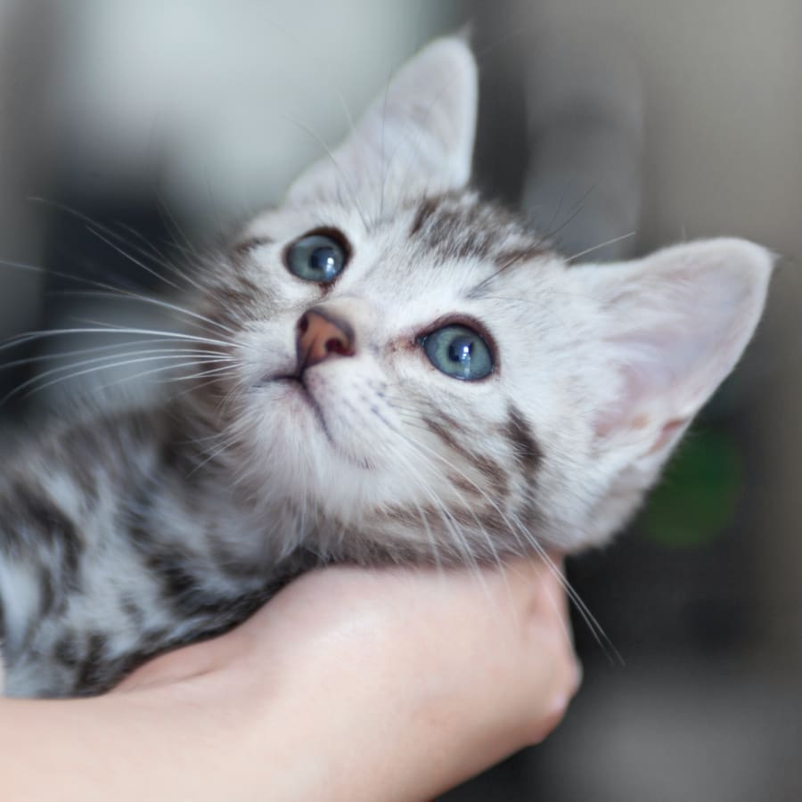 Puppy & Kitten Vet Care in Rochester | Kitten & Puppy Vet